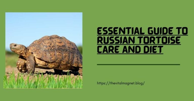 Russian Tortoise